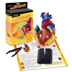 Модель сердца человека