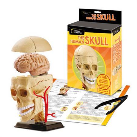 Модель человеческого черепа